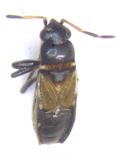 Ischnocoris hemipterus